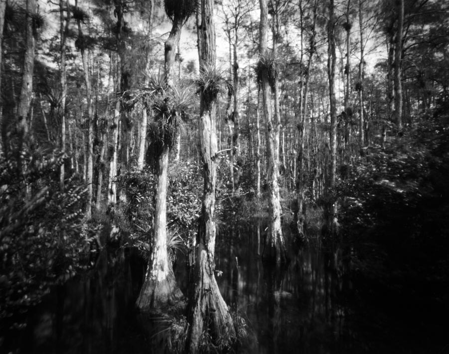 Big Cypress pinhole -23 #1 Photograph by Rudy Umans