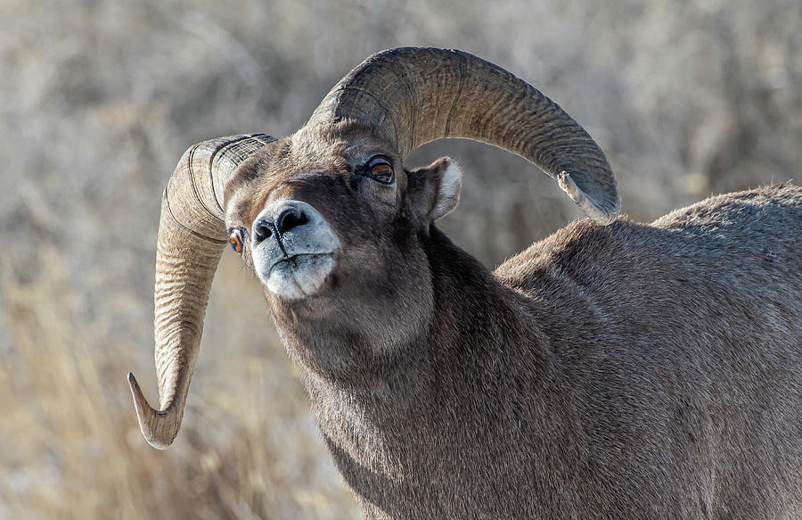 Winter Photograph - Big Horn Ram #2 by Gary Beeler