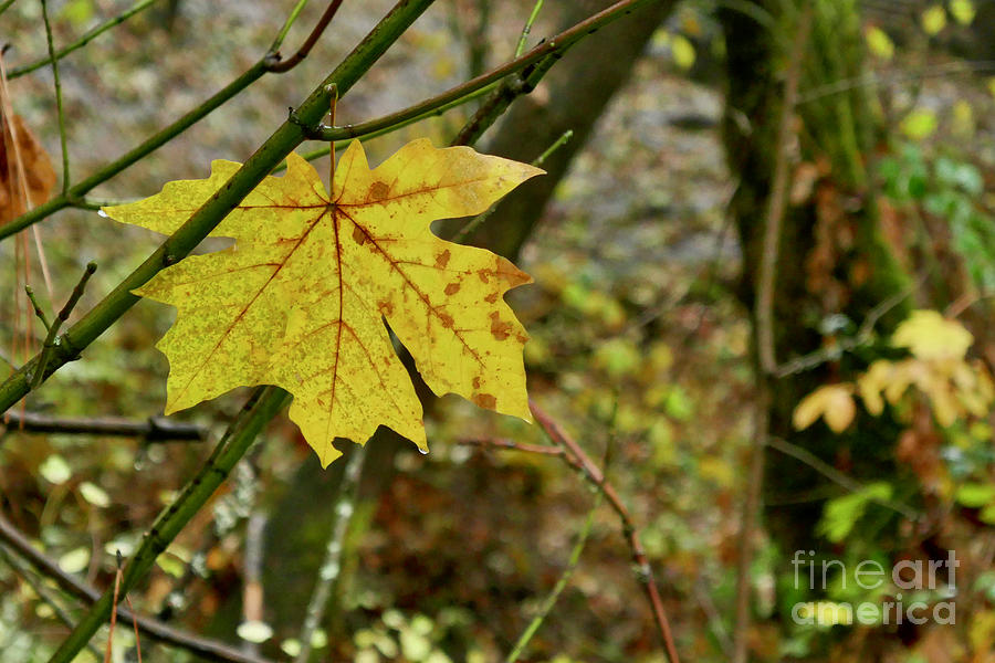Big Leaf Maple #2 Photograph by Sean Griffin