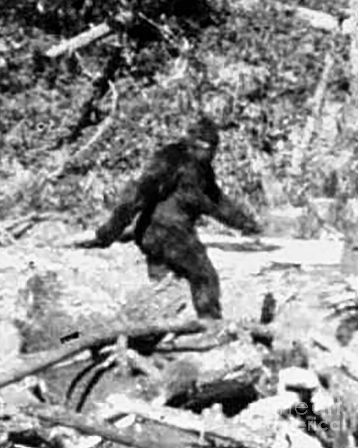 Bigfoot, Patterson-Gimlin Film Still, 1967 #2 Photograph by Science Source Bigfoot, Patterson-Gimlin Film Still, 1967 #2 Photograph by Science Source