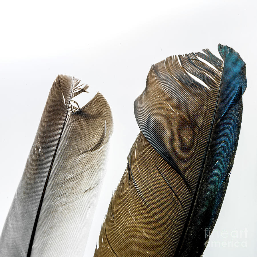 Abstract Photograph - Bird feathers, close up #2 by Bernard Jaubert