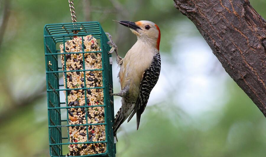 Bird #2 Photograph by John Walsh Bird #2 Photograph by John Walsh