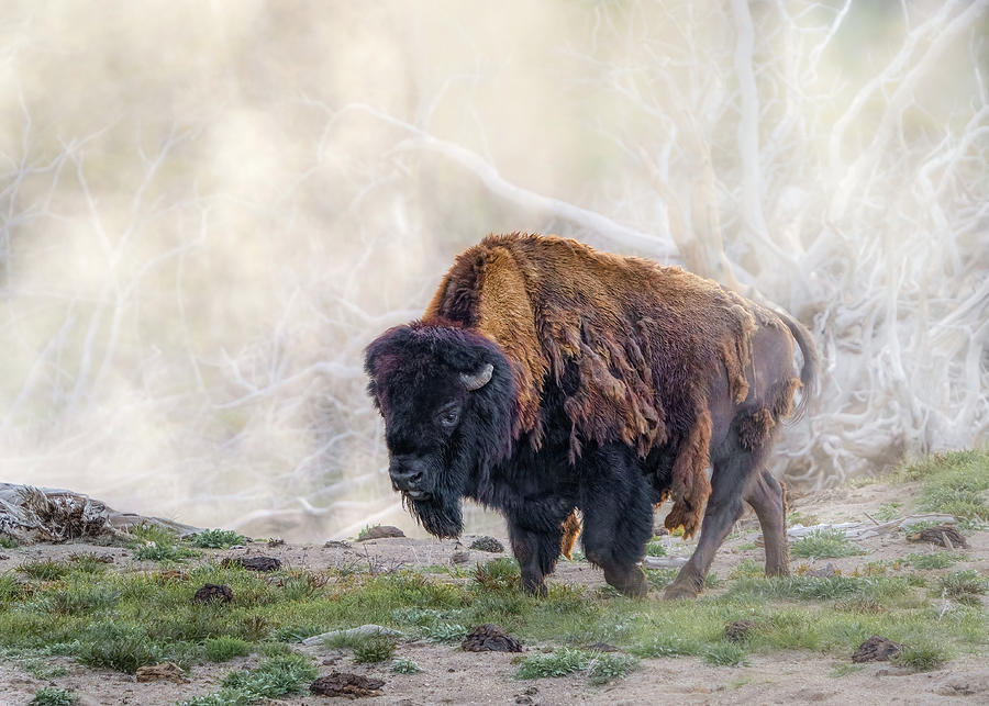 Bison #2 Photograph by Brad Bellisle