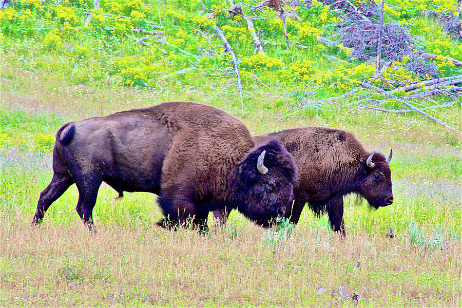 Bison Pair in Hayden Valley in Yellowstone National Park, Wyoming. #2 Photograph by Ruth Hager