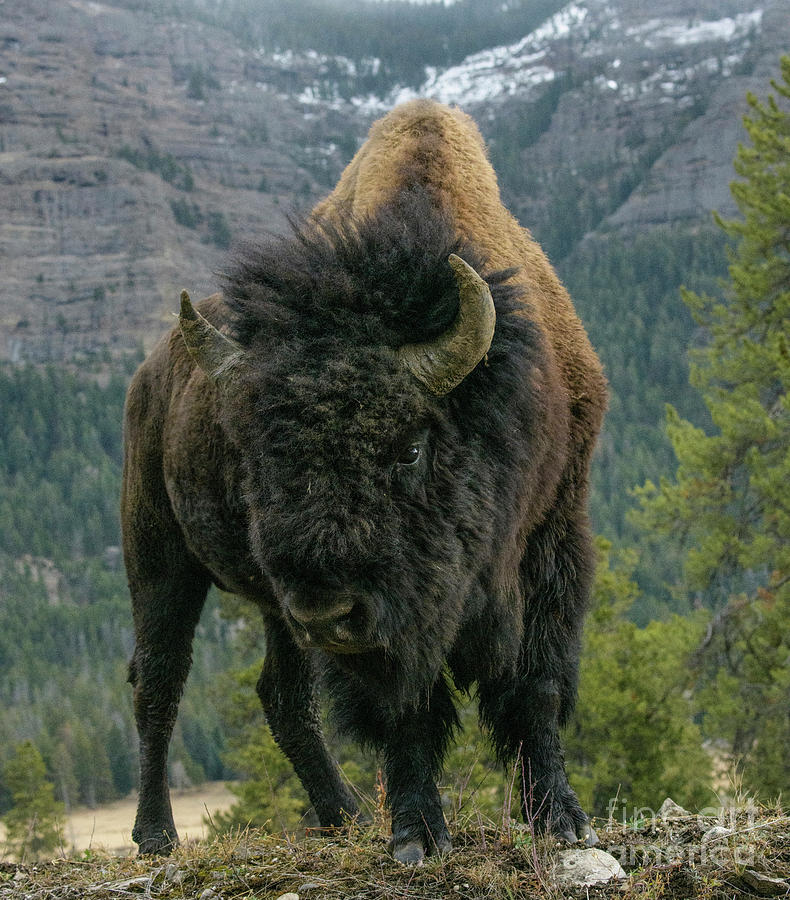Bison #2 Photograph by Patrick Nowotny
