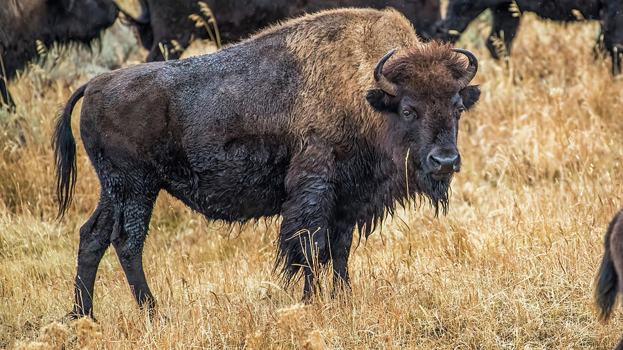 Bison Photograph by William Krumpelman - Fine Art America