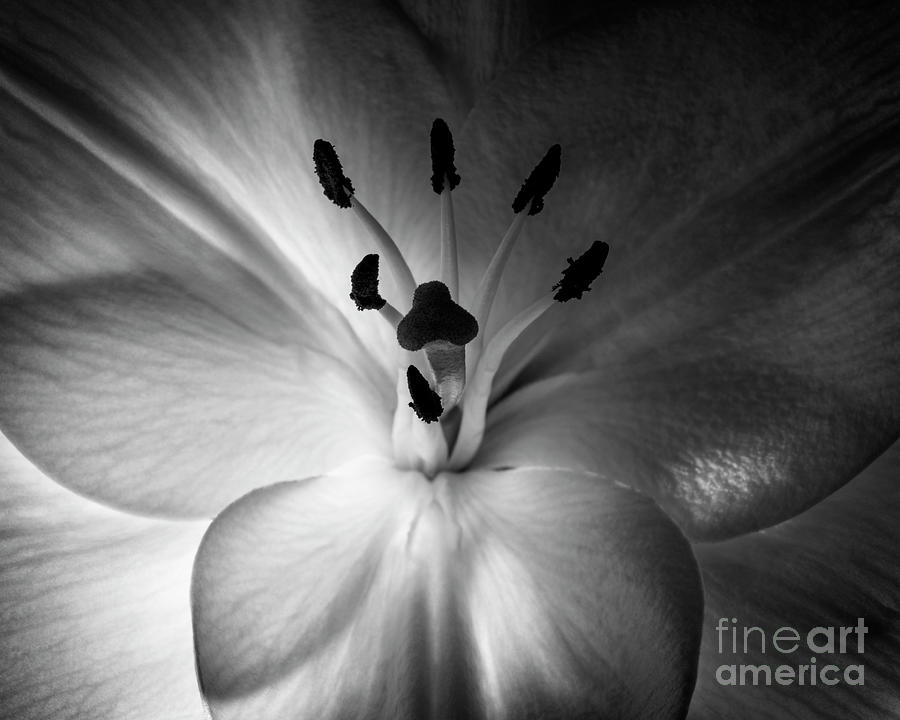 Black And White Flower #2 Photograph by Gunnar Orn Arnason