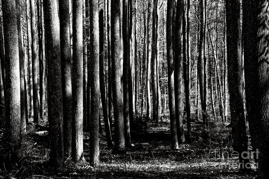 Black and White Forest #2 Photograph by Phil Perkins
