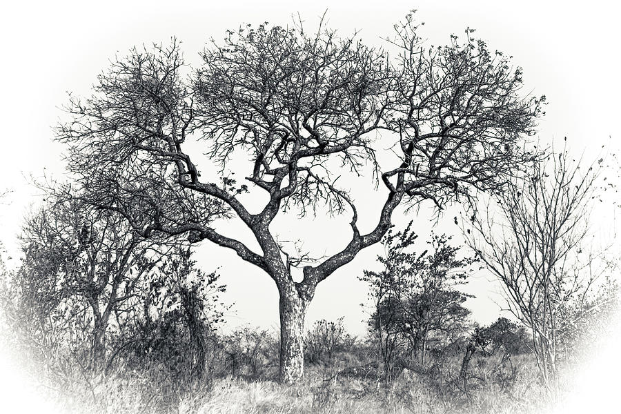Black and White Tree Collector Edition #2 Photograph by Keith Carey