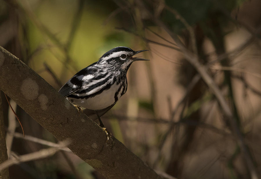 Black and White Warbler, Mniotilta varia #1 Photograph by Eric Abernethy