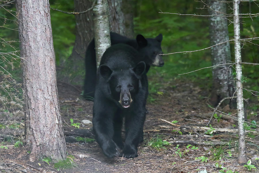 Black Bear #2 Photograph by Brook Burling