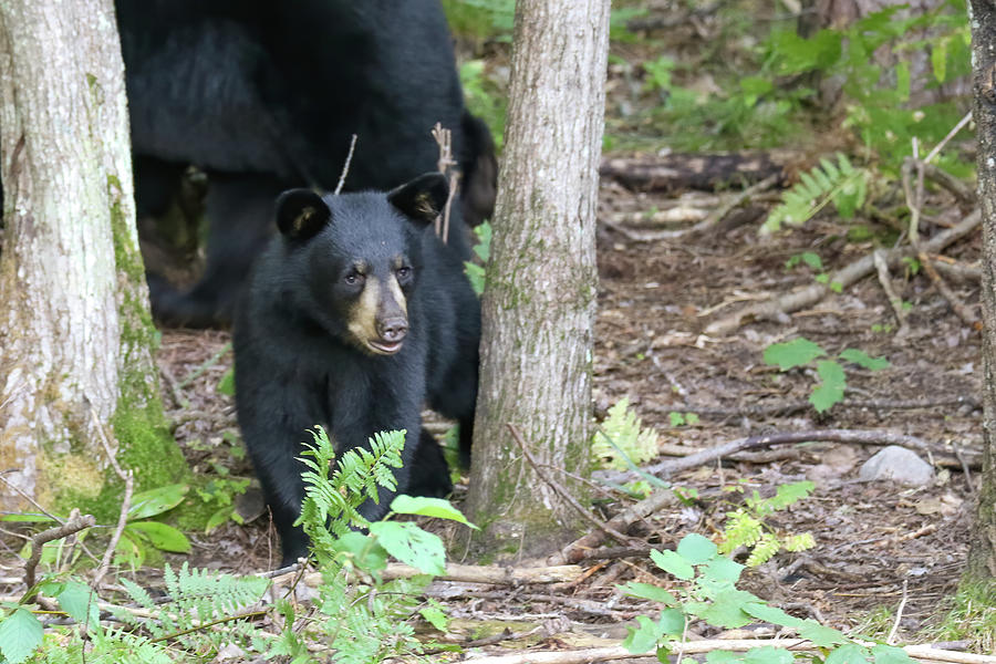 Black Bear Cub #2 Photograph by Brook Burling