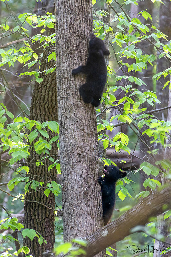 Black bear cub mouth open climbing up tree trunk #2 Photograph by Dan Friend
