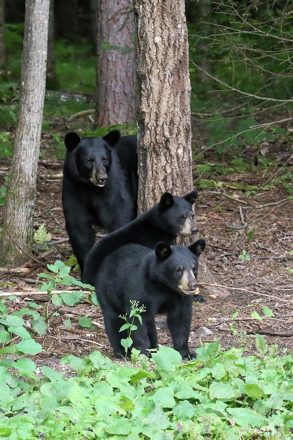 Black Bear Family #2 Photograph by Brook Burling