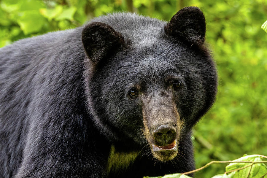 Black Bear #2 Photograph by Michelle Pennell