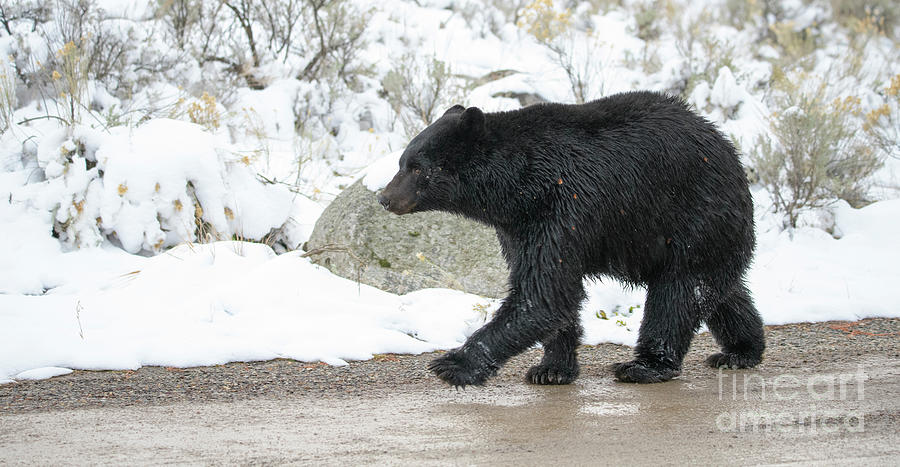 Black Bear #2 Photograph by Patrick Nowotny