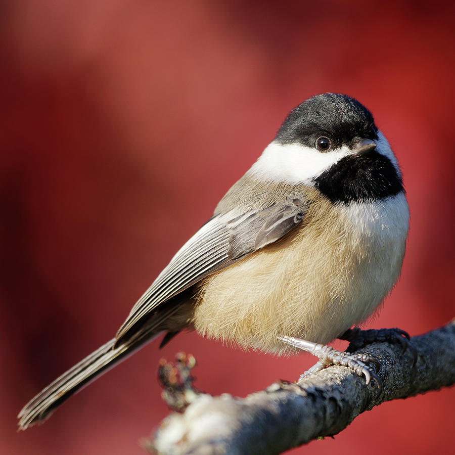 Black-Capped Chickadee - Autumn Photograph by Brad Mitchell | Fine Art ...