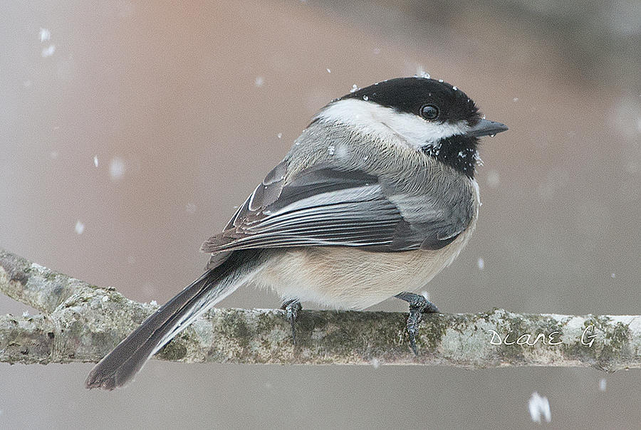 Black-capped Chickadee. Photograph by Diane Giurco - Fine Art America