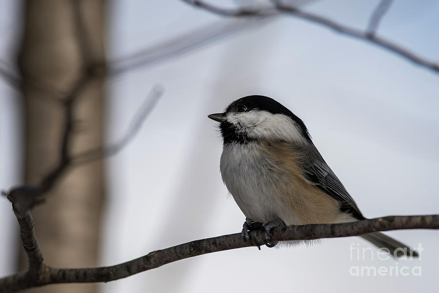 Black Capped Chickadee #2 Photograph by JT Lewis