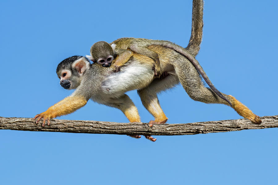 Black-Capped Squirrel Monkey #2 Photograph by Arterra Picture Library