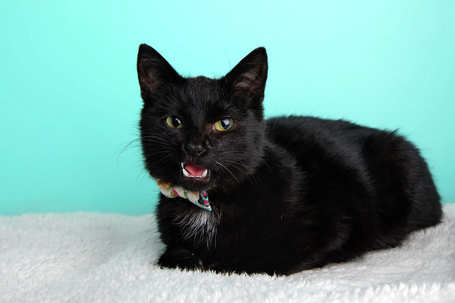 Black Cat Portrait in Studio and Wearing a Bow Tie Photograph by Ashley  Swanson - Pixels