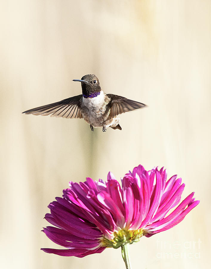 Black-chinned Hummingbird #2 Photograph by Dennis Hammer
