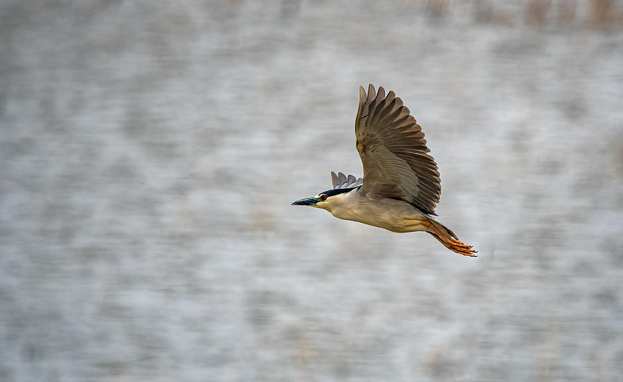 Black Crowned Night Heron in Flight #2 Photograph by Rick Mosher