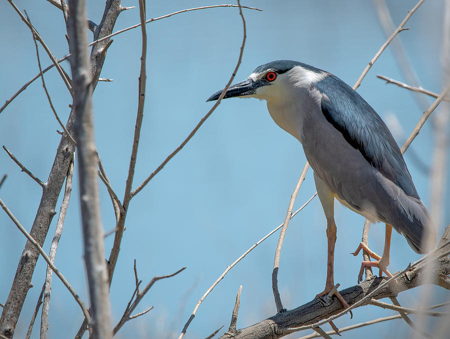 Black Crowned Night Heron #2 Photograph by Rick Mosher