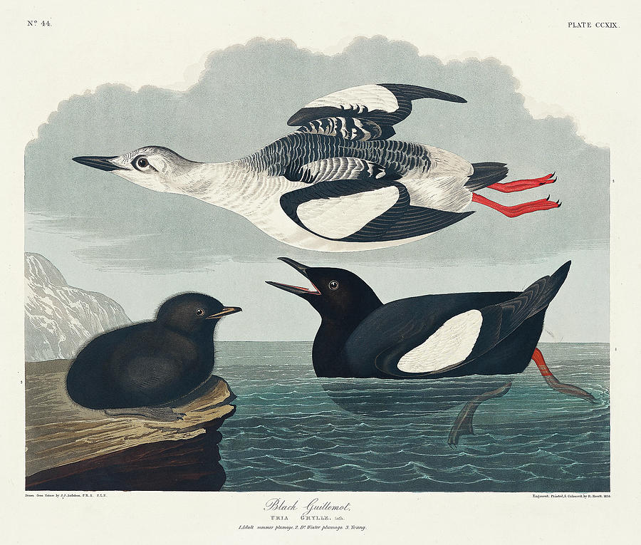 Audubon Birds Drawing - Black Guillemot #2 by John James Audubon