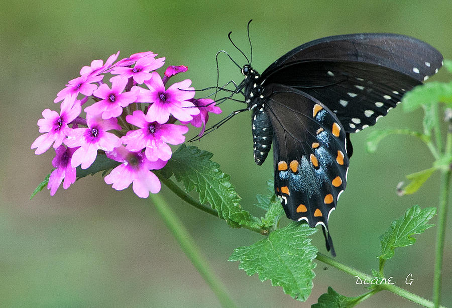 Black Swallowtail #2 Photograph by Diane Giurco
