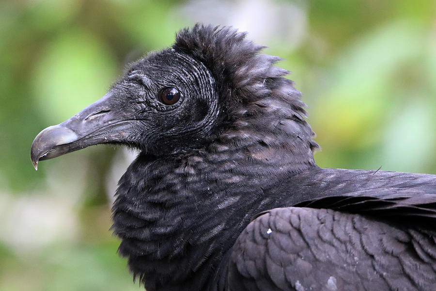 Black Vulture Florida Photograph by Bob Savage