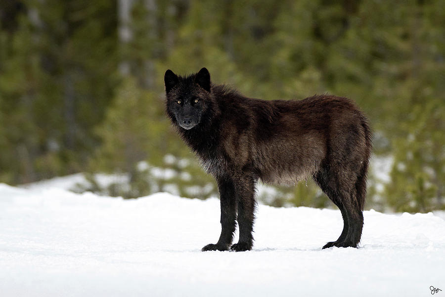 Black Wolf #2 Photograph by Julie Argyle