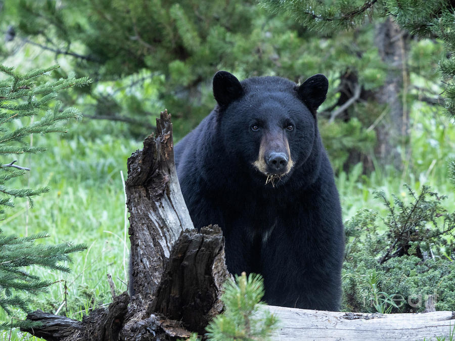 Blackie Photograph by Carolyn Fox - Fine Art America