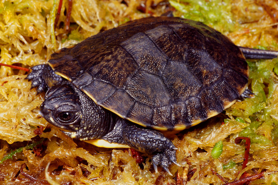 Blanding's turtle, Hatchling #2 Photograph by Michael Redmer - Pixels