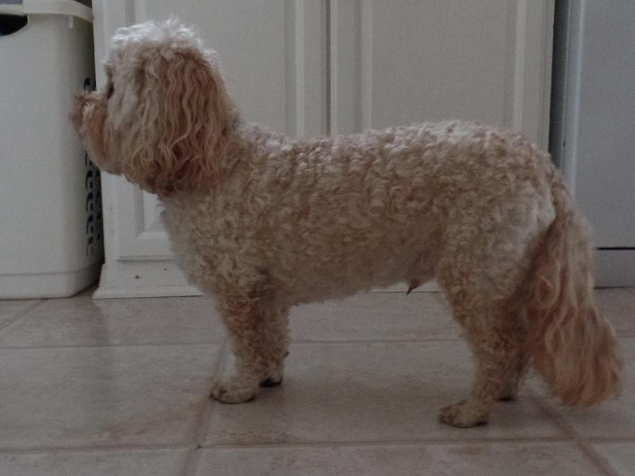 blonde cockapoo webkinz