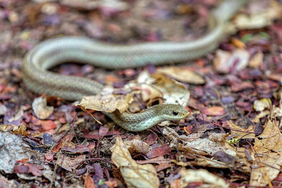 Blonde hognose snake, Leioheterodon modestus, Tsingy de Bemaraha ...