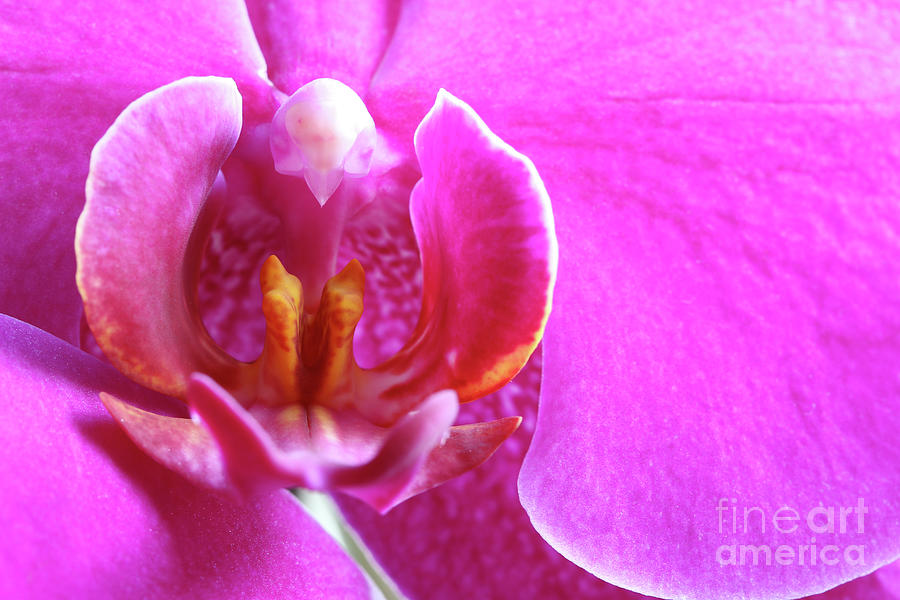 Bloom Of Orchid Photograph