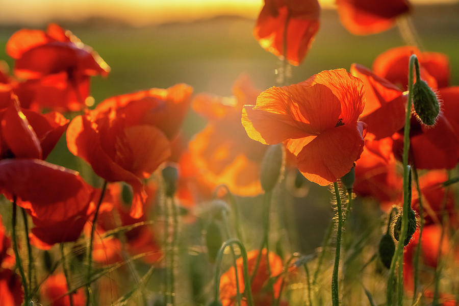 Blooming red poppy flowers #2 Photograph by Mikhail Kokhanchikov