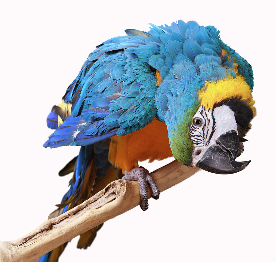 Blue And Gold Macaw Parrot Photograph By Lee Feldstein - Fine Art America