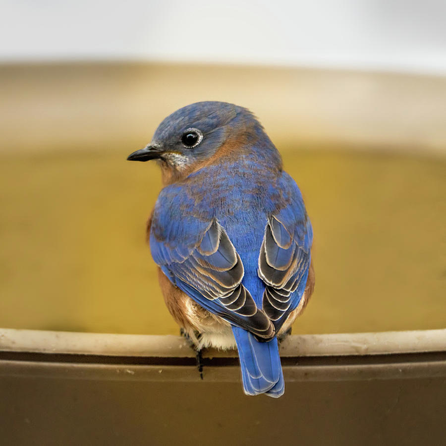 Blue Bird #2 Photograph by Bill Frische