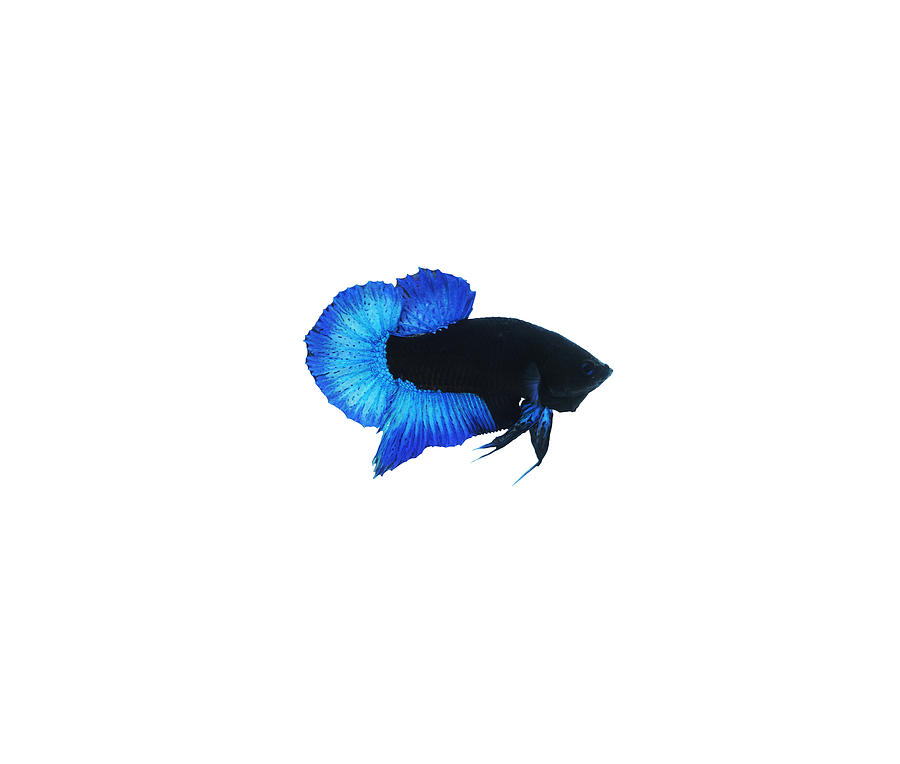 Blue Black Light Betta Fish #2 Photograph by Sambel Pedes