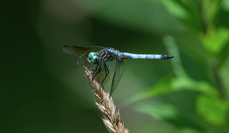 Blue Dasher Dragon Fly #3 Photograph by Michael Moriarty Blue Dasher Dragon Fly #3 Photograph by Michael Moriarty