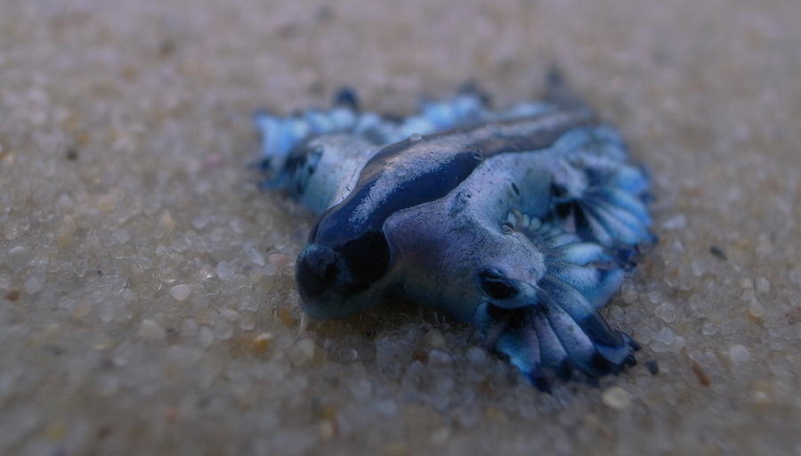 Blue Dragon, Glaucus Atlanticus, Blue Sea Slug #2 Photograph by S.Rohrlach