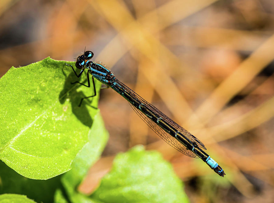 Blue Dragonfly #2 Photograph by Lilia S