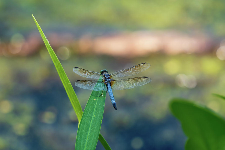 Blue Dragonfly #2 Photograph by Rose Guinther