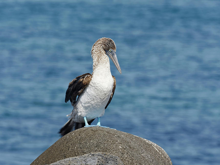 Blue-footed Booby on Rock #2 Photograph by Sally Weigand