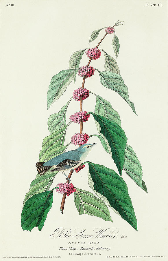 Audubon Birds Drawing - Blue-green Warbler #2 by John James Audubon