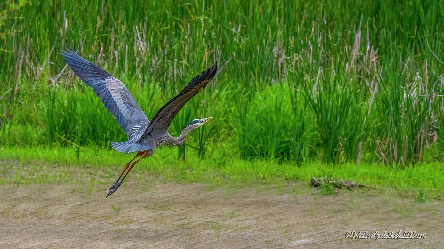 Blue Heron In Flight Photograph