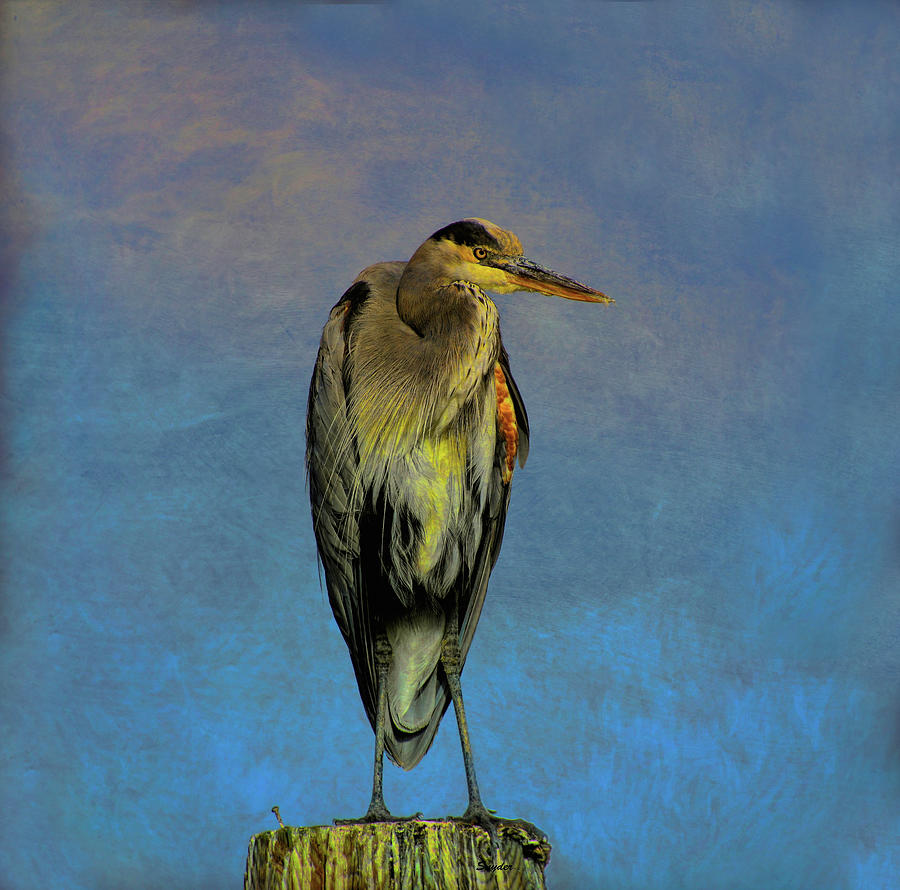 Blue Heron On A Piling Photograph