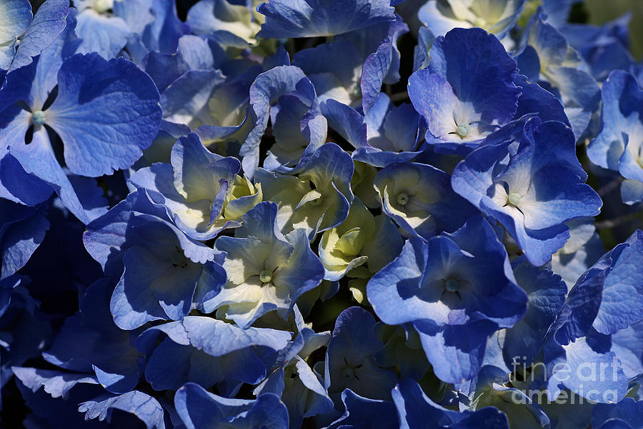 Blue Hydrangea #2 Photograph by Joy Watson